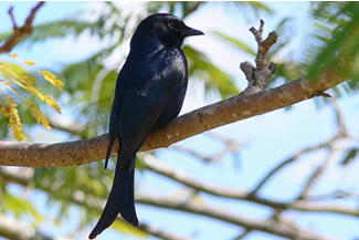 Treurdrongo - Dicrurus adsimilis Treurdrongo - Dicrurus adsimilis