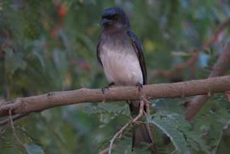 Witbuikdrongo - Dicrurus caerulescens