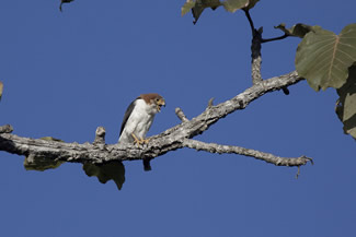 Birmaanse dwergvalk - Polihierax insignis