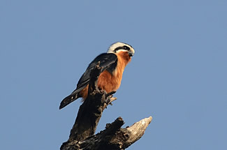 Roodbroekdwergvalk - Microhierax caerulescens