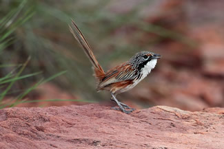 Amerikaanse spotlijster - Mimus Dorothy's grassluiper - Amytornis dorotheae Amerikaanse spotlijster - Mimus Dorothy's grassluiper - Amytornis dorotheae