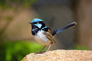 Ornaatelfje - Malurus cyaneus Ornaatelfje - Malurus cyaneus
