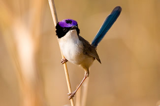 Purperkruinelfje - Malurus coronatus