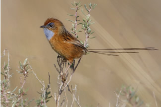 Roodooremoesluiper - Stipiturus malachurus Roodooremoesluiper - Stipiturus malachurus