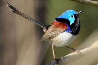 Roodvleugelelfje - Malurus elegans Roodvleugelelfje - Malurus elegans