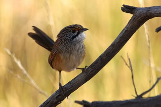 Witkeelgrassluiper - Amytornis striatus