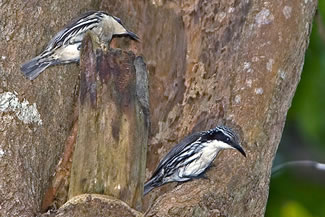 Streepkopkruiper - Rhabdornis mystacalis