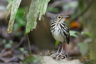Brilmierpitta - Hylopezus perspicillatus Brilmierpitta - Hylopezus perspicillatus