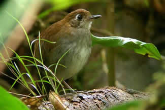 Bruinborstmierpitta - Myrmothera simplex