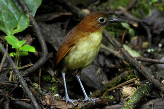 Geelborstmierpitta - Grallaria flavotincta