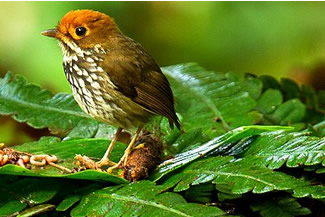 Piuradwergmierpitta - Grallaricula loricata