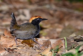 Roodkapmierlijster - Formicarius colma Roodkapmierlijster - Formicarius colma