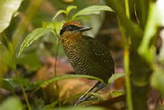 Roodkruinmierpitta - Pittasoma rufopileatum