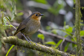 Roodoormierpitta - Grallaria erythrotis