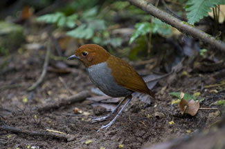 Tweekleurige mierpitta - Grallaria rufocinerea