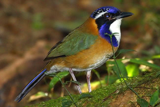 Blauwkopgrondscharrelaar - Atelornis pittoides