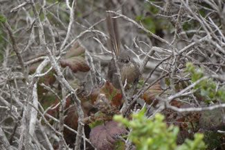 Winterkoningmees - Chamaea fasciata