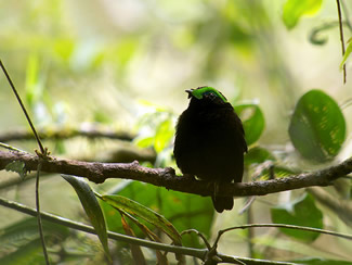Fluweelasitie - Philepitta castanea Fluweelasitie - Philepitta castanea