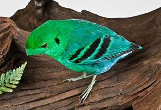 Kleine smaragdbreedbek - Calyptomena viridis Kleine smaragdbreedbek - Calyptomena viridis