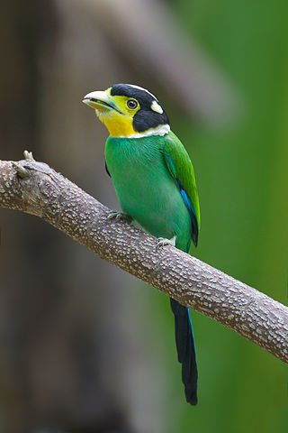 Papegaai-breedbek - Psarisomus dalhousiae Papegaai-breedbek - Psarisomus dalhousiae