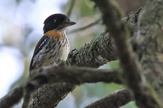 Roodflankbreedbek - Smithornis rufolateralis Roodflankbreedbek - Smithornis rufolateralis