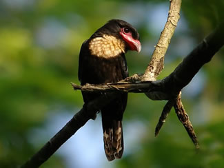 Sumatraanse hapvogel - Corydon sumatranus Sumatraanse hapvogel - Corydon sumatranus