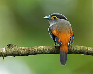 Wenkbrauwbreedbek - Serilophus lunatus Wenkbrauwbreedbek - Serilophus lunatus