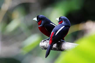 Zwart-rode hapvogel - Cymbirhynchus macrorhynchos