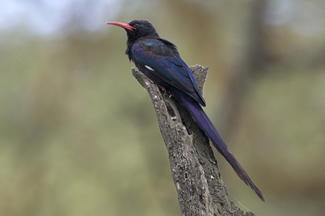 Abessijnse boomhop - Rhinopomastus minor