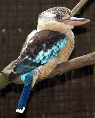 Blauwvleugelkookaburra - Dacelo leachii