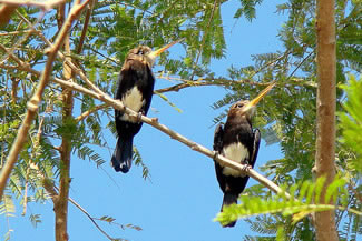 Bruinkeelglansvogel - Brachygalba lugubris