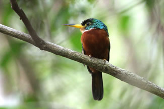 Geelsnavelglansvogel - Galbula albirostris