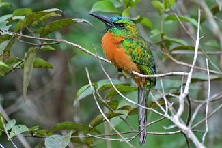 Grote glansvogel - Jacamerops aureus Grote glansvogel - Jacamerops aureus