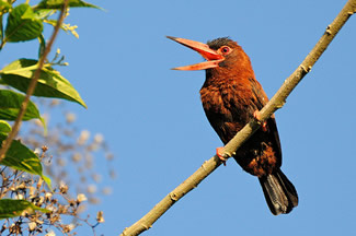 Purusglansvogel - Galbalcyrhynchus purusianus Purusglansvogel - Galbalcyrhynchus purusianus