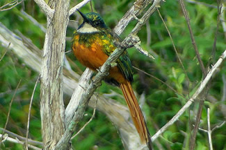 Roodstaartglansvogel - Galbula ruficauda