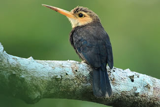 Witkeelglansvogel - Brachygalba albogularis Witkeelglansvogel - Brachygalba albogularis