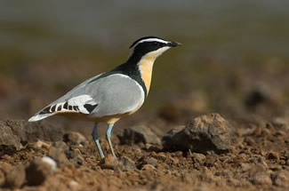 Krokodillenwachter - Pluvianus aegyptius Krokodillenwachter - Pluvianus aegyptius