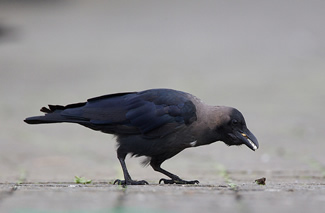 Huiskraai - Corvus splendens