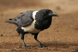 Schildraaf - Corvus albus