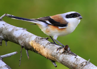 Bruinrugklauwier - Lanius vittatus