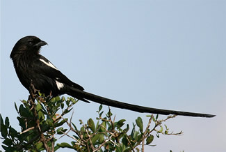 Eksterklauwier - Corvinella melanoleuca Eksterklauwier - Corvinella melanoleuca