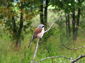 Lanius collurio - Grauwe klauwier Lanius collurio - Grauwe klauwier