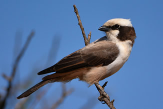 Witkruinklauwier - Eurocephalus anguitimens