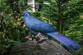 Blauwe coua - Coua caerulea Blauwe coua - Coua caerulea