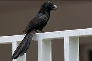 Groefsnavelani - Crotophaga sulcirostris Groefsnavelani - Crotophaga sulcirostris