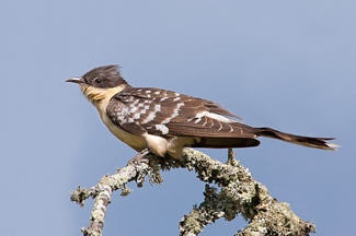 Kuifkoekoek - Clamator glandarius Kuifkoekoek - Clamator glandarius