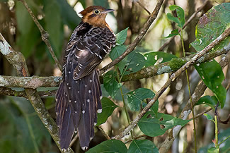 Pauwkoekoek - Dromococcyx pavoninus