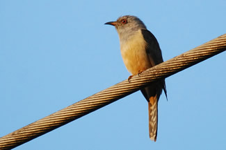 Piet-van-vliet - Cacomantis merulinus