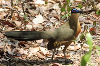 Rencoua - Coua cursor