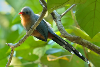 Roodsnavelmalkoha - Phaenicophaeus javanicus Roodsnavelmalkoha - Phaenicophaeus javanicus